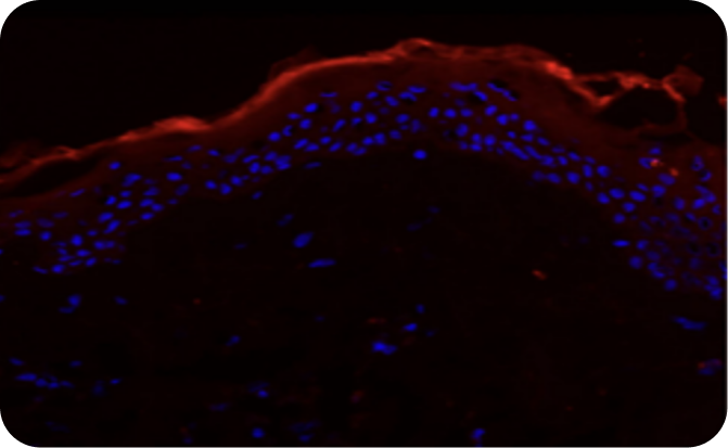 Technologie de lotion corporelle placebo