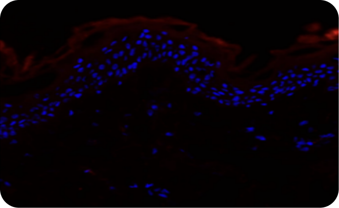Technologie Gel douche test